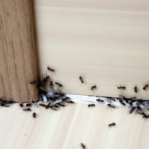 How to Get Rid of Tiny House Ants: A Complete Guide