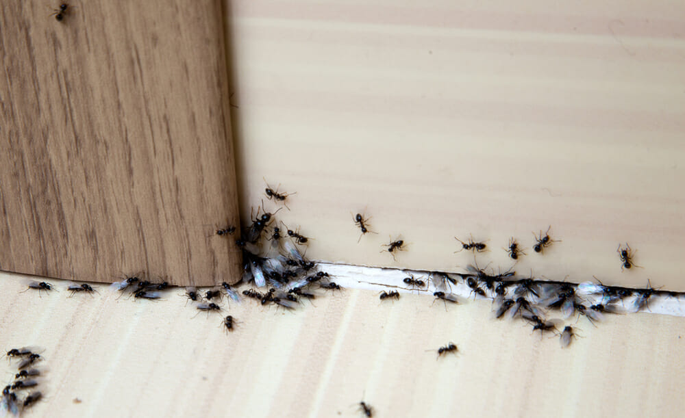 Tiny House Ants