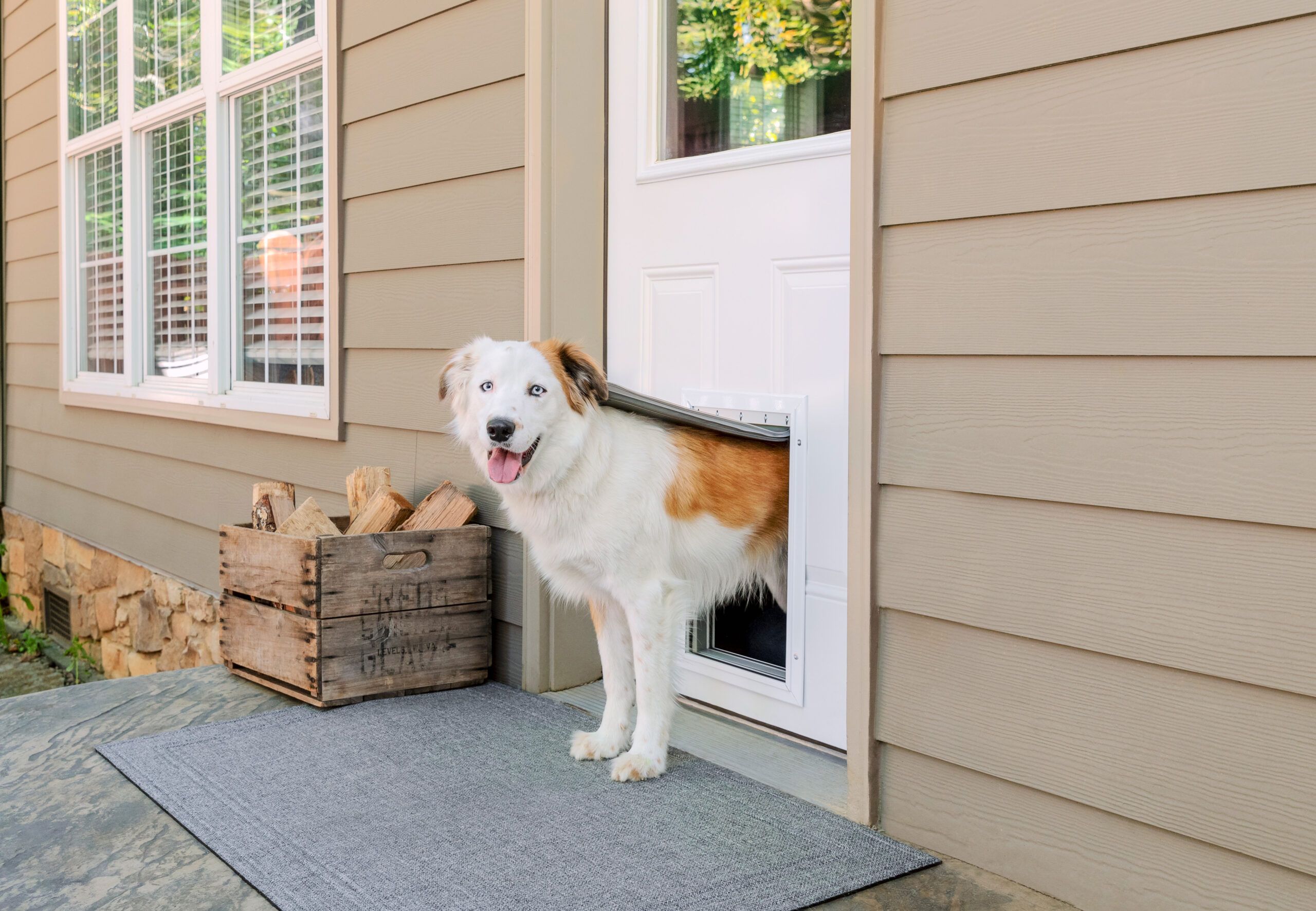 exterior dog door