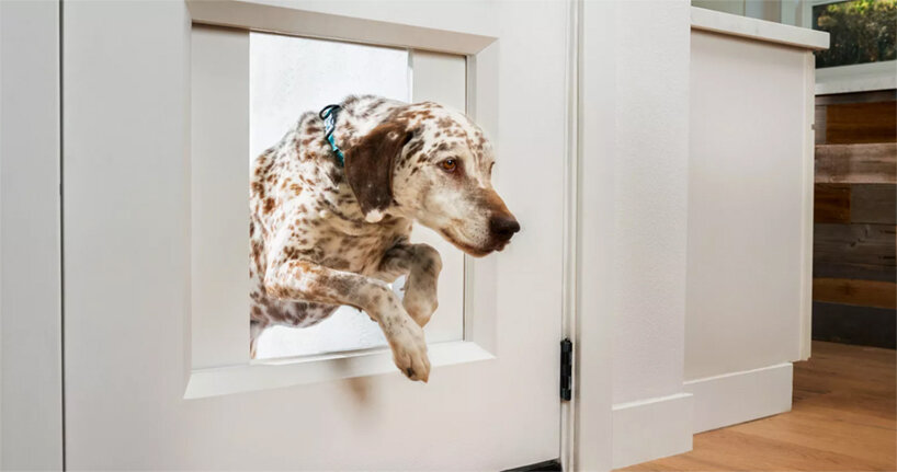 doggy door exterior door